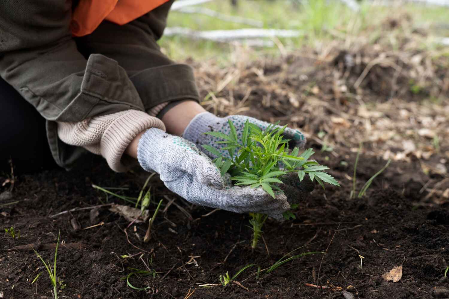 Best Tree Clearing Services  in Kittredge, CO